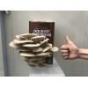 Mushroom Kit - Tan Oyster (Pleurotus Ostreatus) - Best Yielding and Easiest to grow - FREE Shipping 